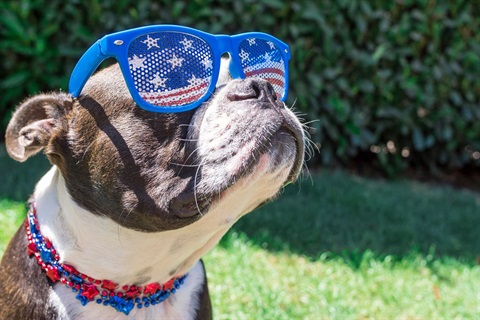 dog with fourth of july sun glasses