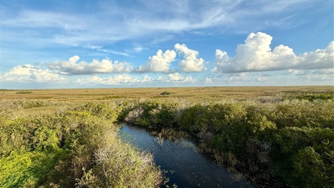 Everglades.jpg