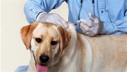 Dog-Rabies-Vaccination-750x422.jpg